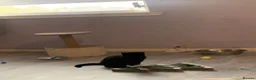 Mixed Breed cats for sale: Selling my black cat  - Advert 2