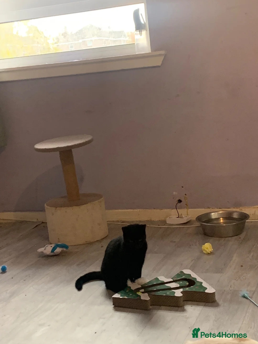 Mixed Breed cats for sale: Selling my black cat  - Advert 2