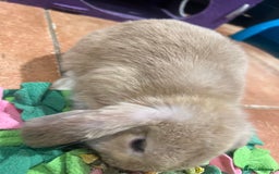 Mini Lop rabbits for sale: 🐰 Mini Lop Baby Bunnies for Sale 🐰 - Image 10