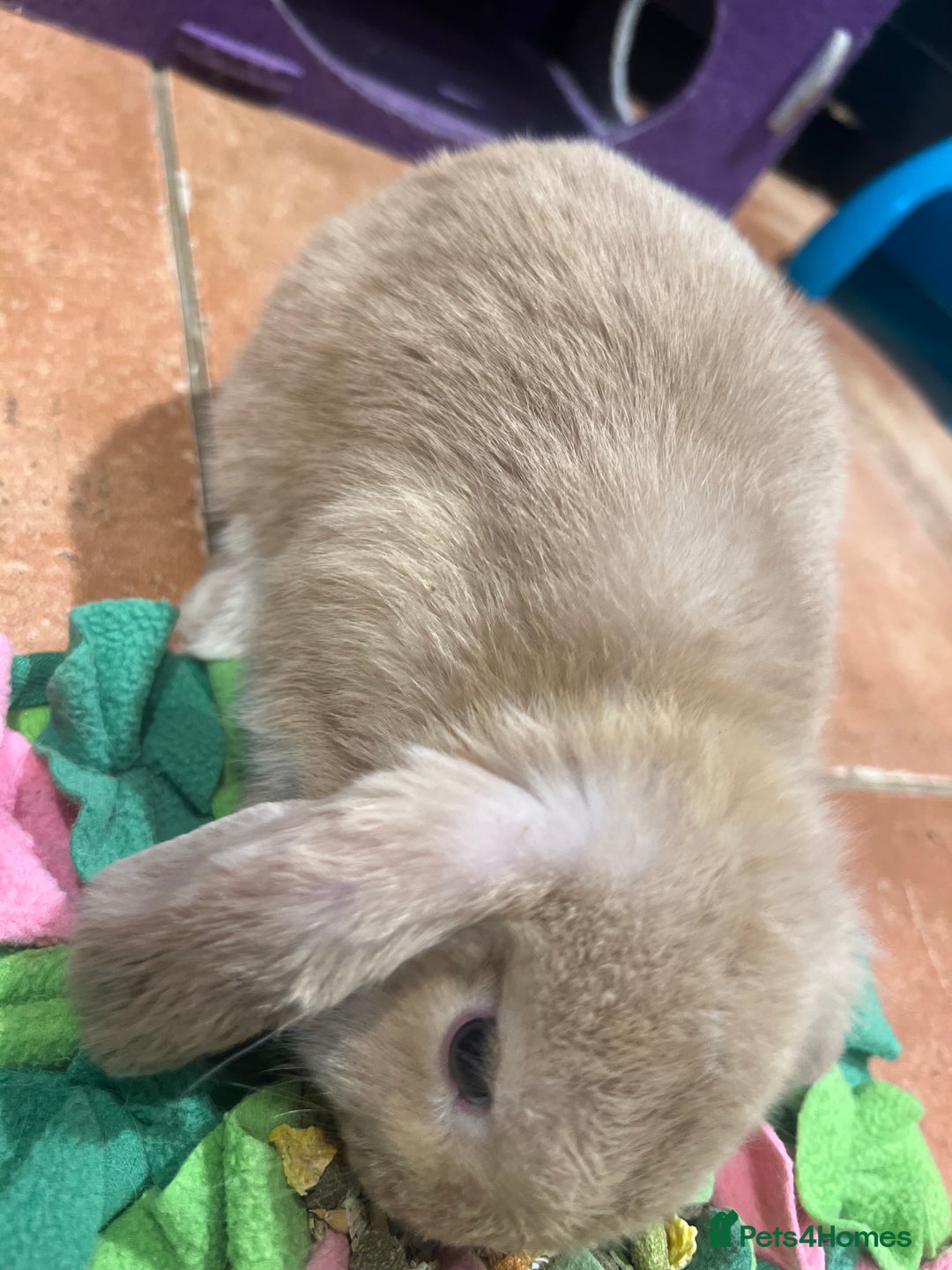 Mini Lop rabbits for sale: 🐰 Mini Lop Baby Bunnies for Sale 🐰 - Image 10