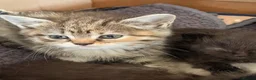Scottish Fold cats for sale: GORGEOUS SCOTTISH FOLD X EXOTIC PERSIAN KITTENS - Advert 5