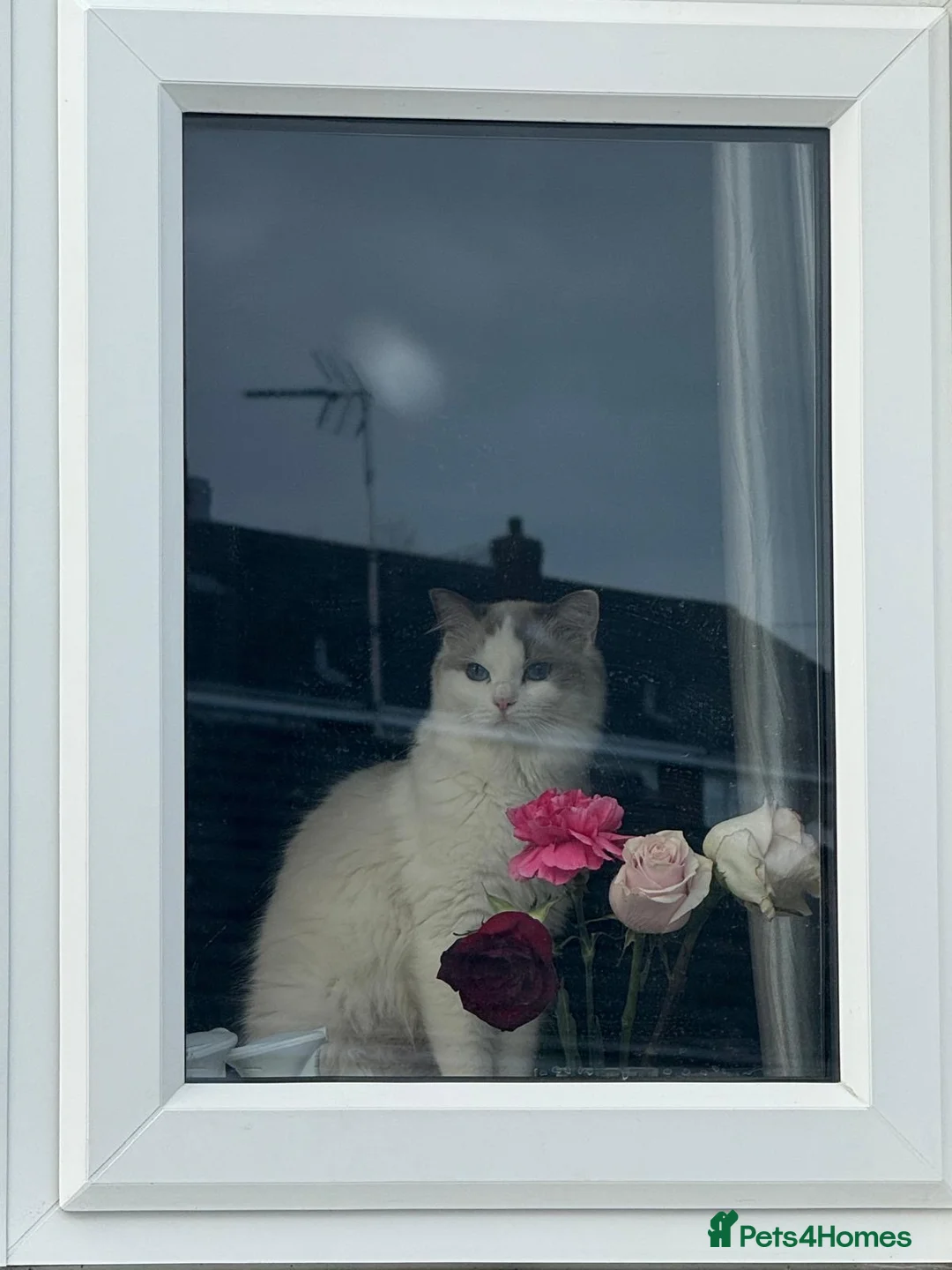 Ragdoll cats for sale: 🤍Purebred beautiful ragdoll kittens 🤍 in Hornchurch - Advert 2