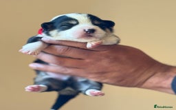 Welsh Corgi Pembroke dogs for sale: Quality Corgi puppies available to loving homes - Image 29