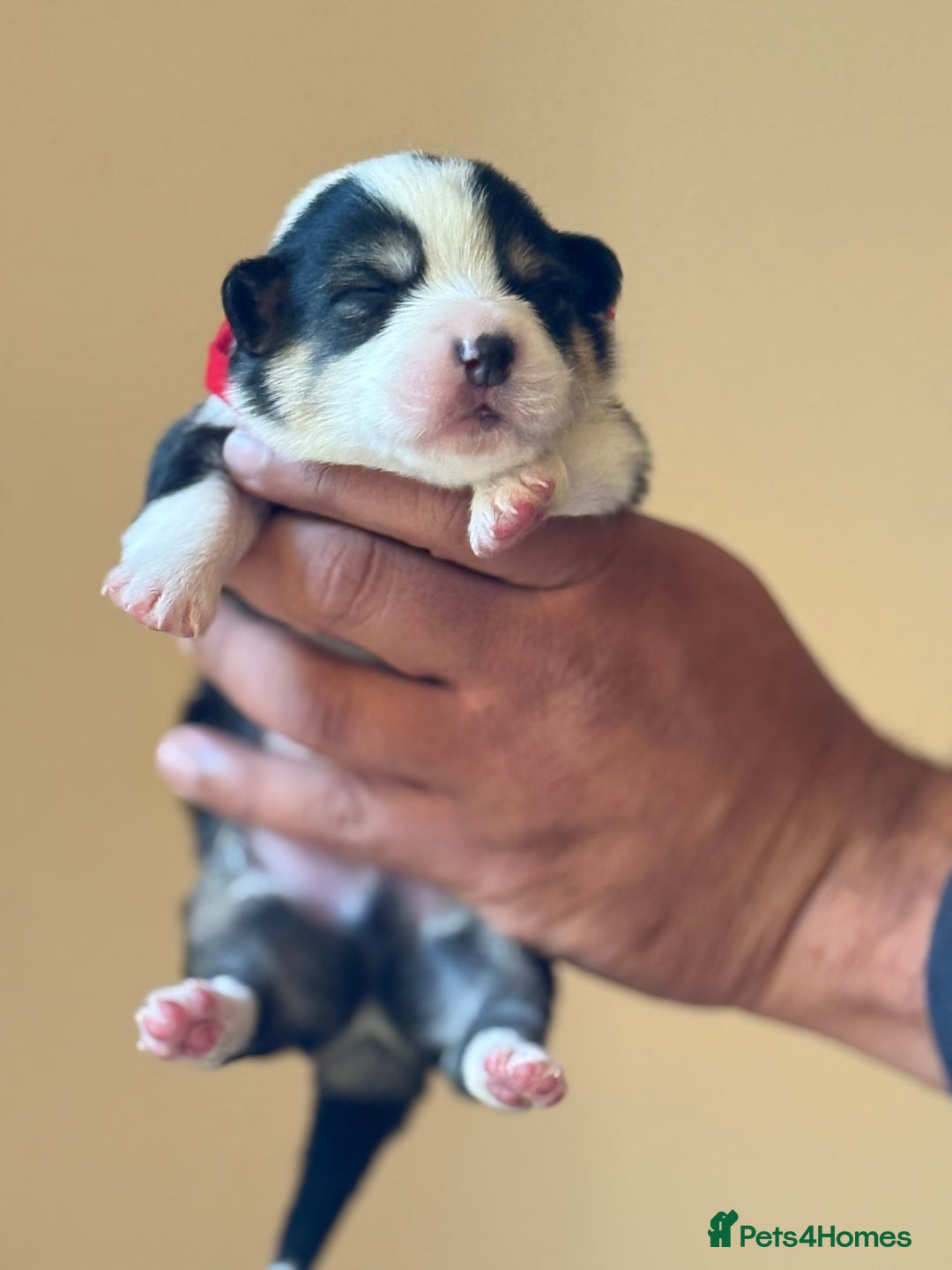 Welsh Corgi Pembroke dogs for sale: Quality Corgi puppies available to loving homes - Image 29