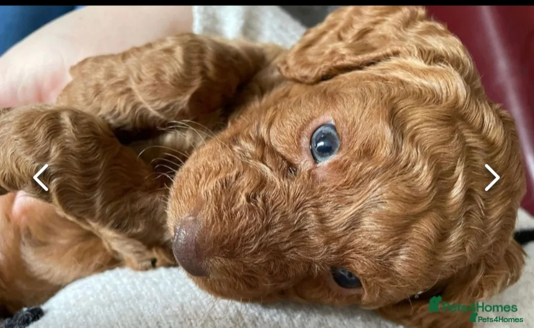 Cockapoo dogs for stud: **PROVEN**Beautiful Red F1 Cockapoo for Stud in Kilmarnock - Advert 7