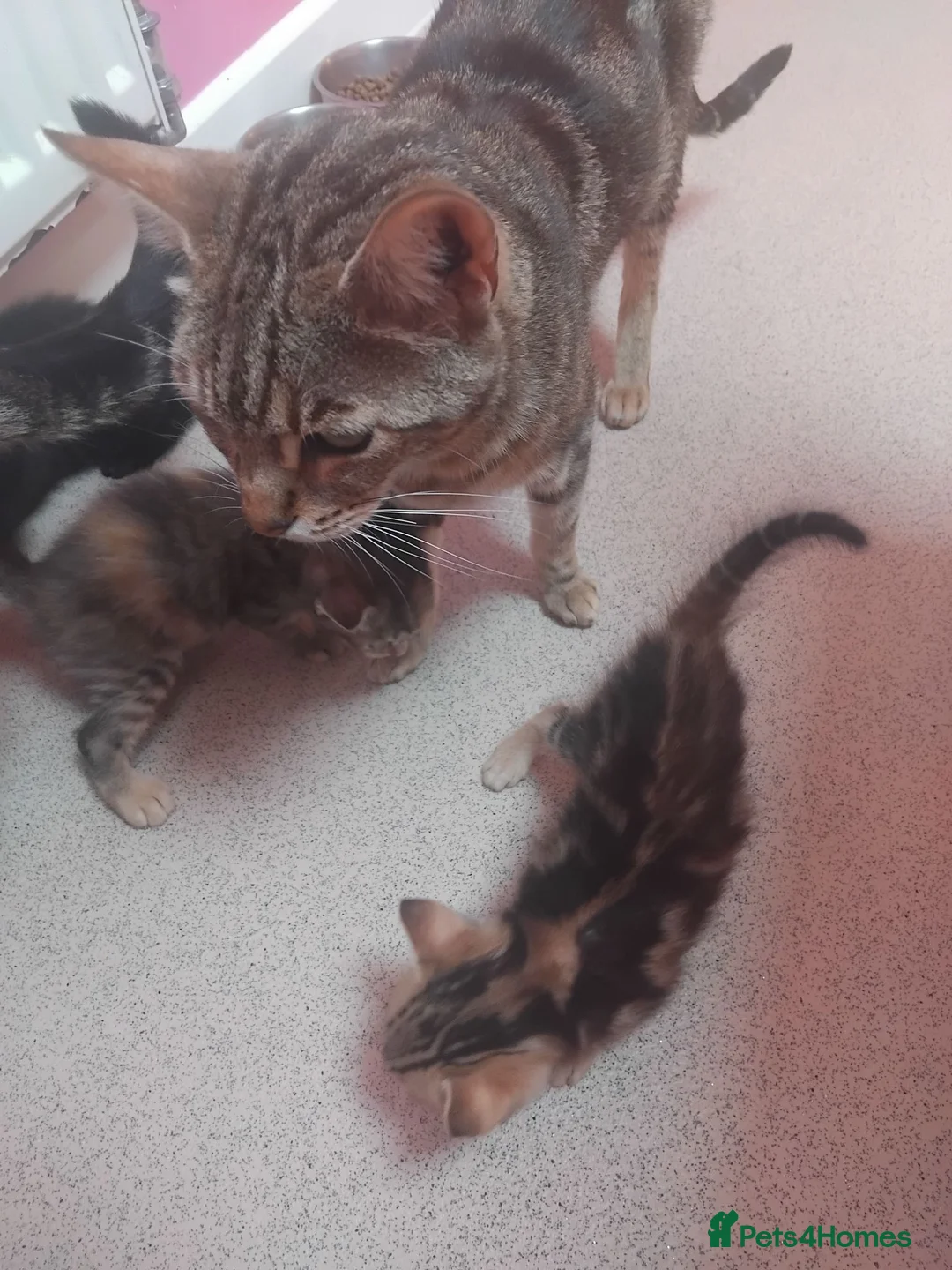 Bengal cats for sale: Beautiful Bengal X Kittens - Advert 11