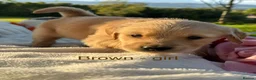 Golden Retriever dogs for sale: MGolden Retriever Puppies – Ready from 12th June - Advert 5