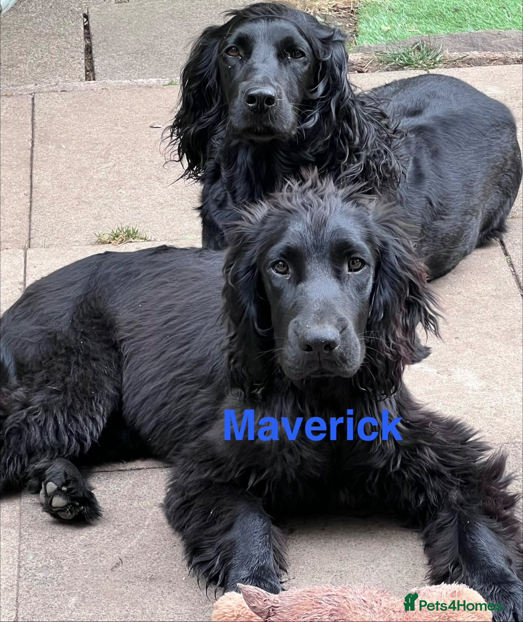 Sprocker dogs 🐾 MAVERICK – Sprocker Spaniel - FOREVER HOME 🐾 - Advert 1