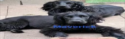 Sprocker dogs for sale: 🐾 MAVERICK – Sprocker Spaniel - FOREVER HOME 🐾 - Advert 1