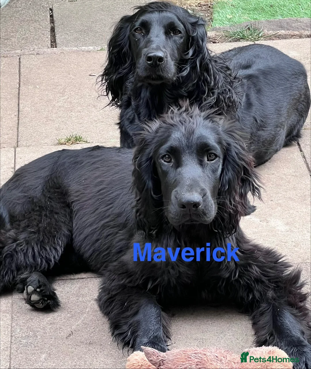 Sprocker dogs for sale: 🐾 MAVERICK – Sprocker Spaniel - FOREVER HOME 🐾 - Advert 1