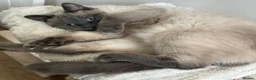 Ragdoll cats for sale: Beautiful ragdoll kittens for sale  - Advert 14