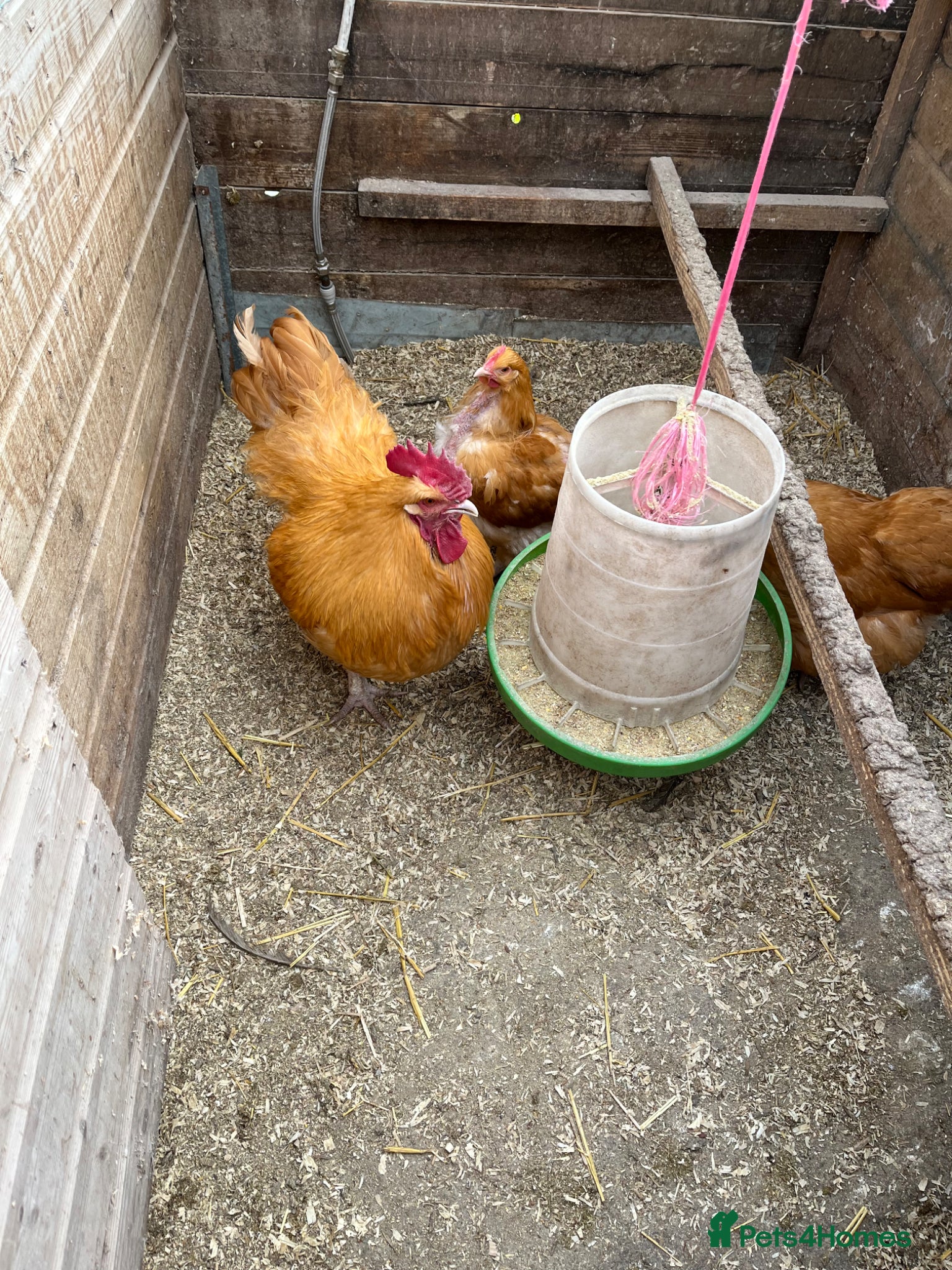 Chickens poultry Buff Orpington Hatching eggs  - Advert 4