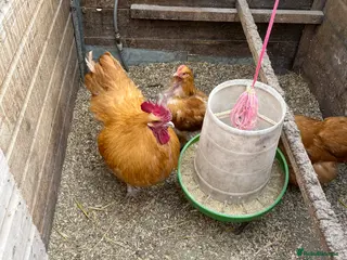 Chickens poultry Buff Orpington Hatching eggs - Advert 4