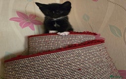 Mixed Breed cats for sale: 5 BEAUTIFUL KITTENS LOOKING NEW HOME  - Image 29