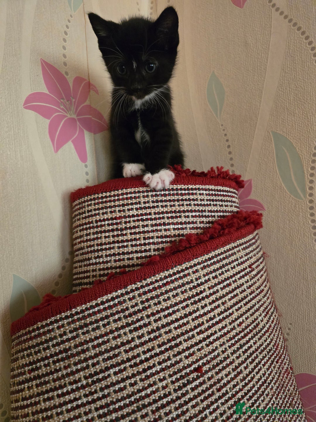 Mixed Breed cats for sale: 5 BEAUTIFUL KITTENS LOOKING NEW HOME  - Image 29