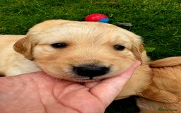 Golden Retriever dogs for stud: Beautiful Golden Retriever available for Stud in Wrexham - Image 9