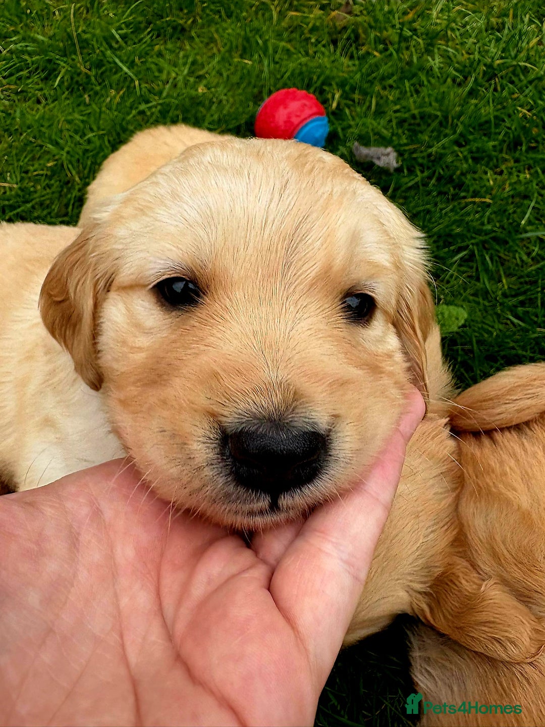 Golden Retriever dogs for stud: Beautiful Golden Retriever available for Stud in Wrexham - Image 9
