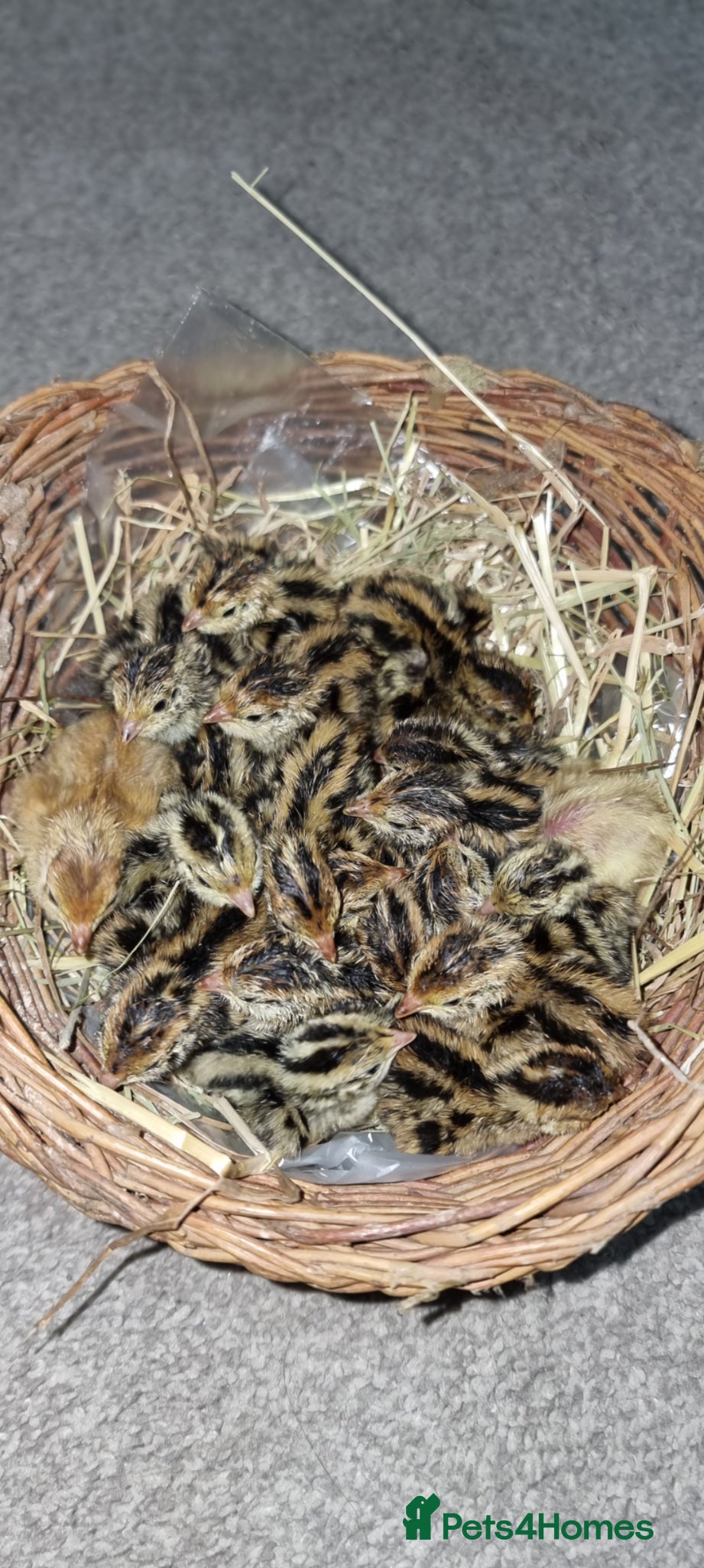 Quail poultry 🐣 Live Coturnix Jumbo Quail for Sale - Advert 2