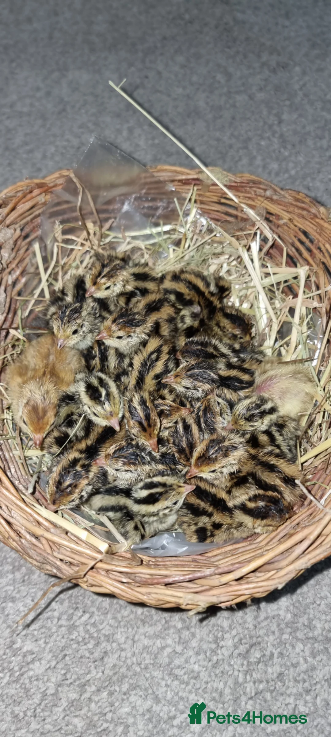 Quail poultry for sale: 🐣 Live Coturnix Jumbo Quail for Sale - Advert 2