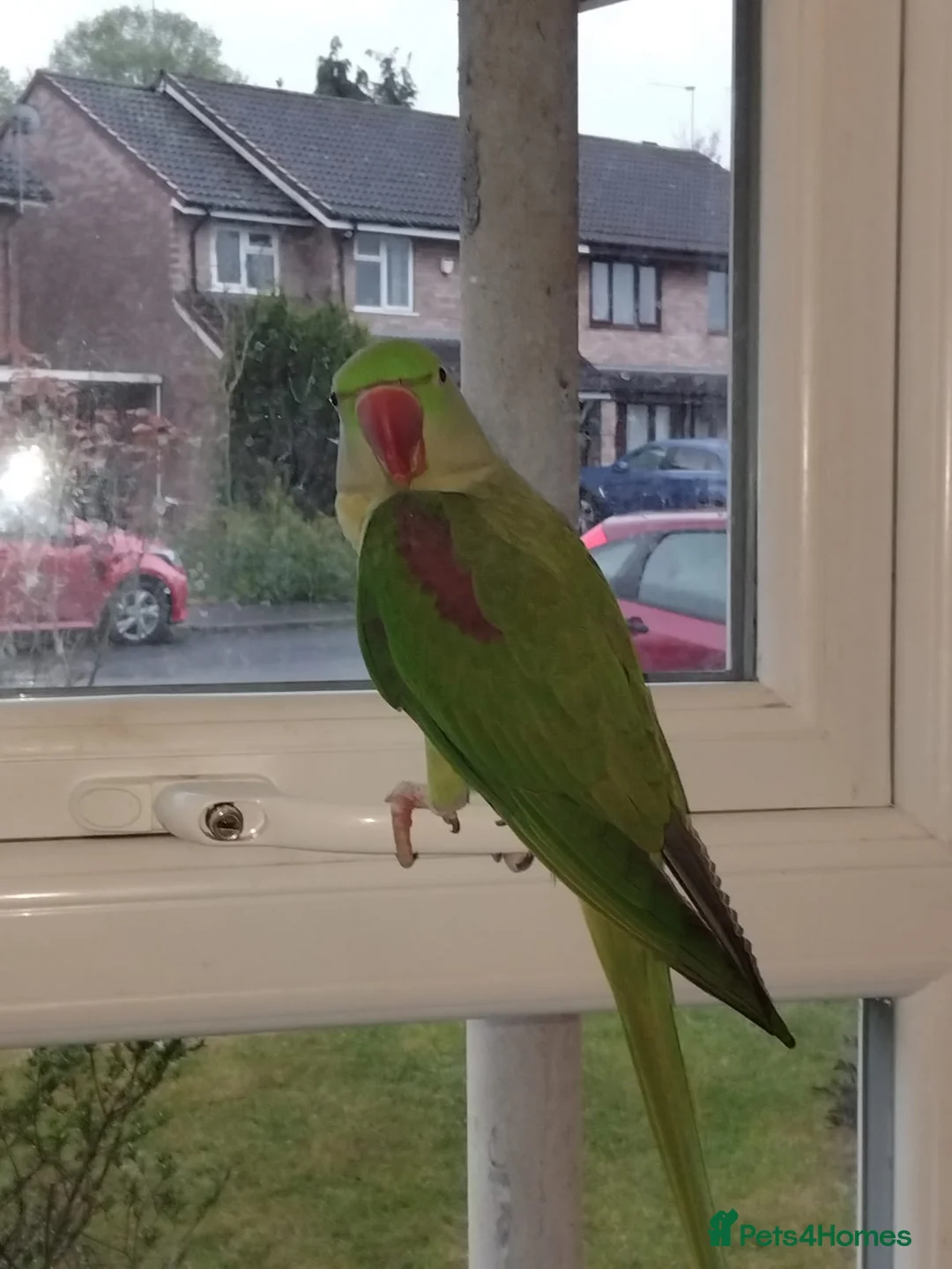 Parrots birds for sale: 2 years, 11 months old male Alexandrine parrot  - Advert 8