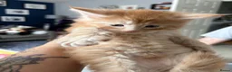 Maine Coon cats for sale: Gorgeous Ben & Jerry Maincoon boys  - Advert 6