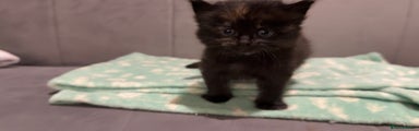 Mixed Breed Kitten 5