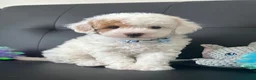 Maltipoo dogs for sale: 🐶 3 Gorgeous Toy Maltipoo Puppies For Sale 🐶 - Advert 8
