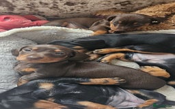 Miniature Dachshund dogs for sale: Puppy 1 boy Black & Tan  - Image 14