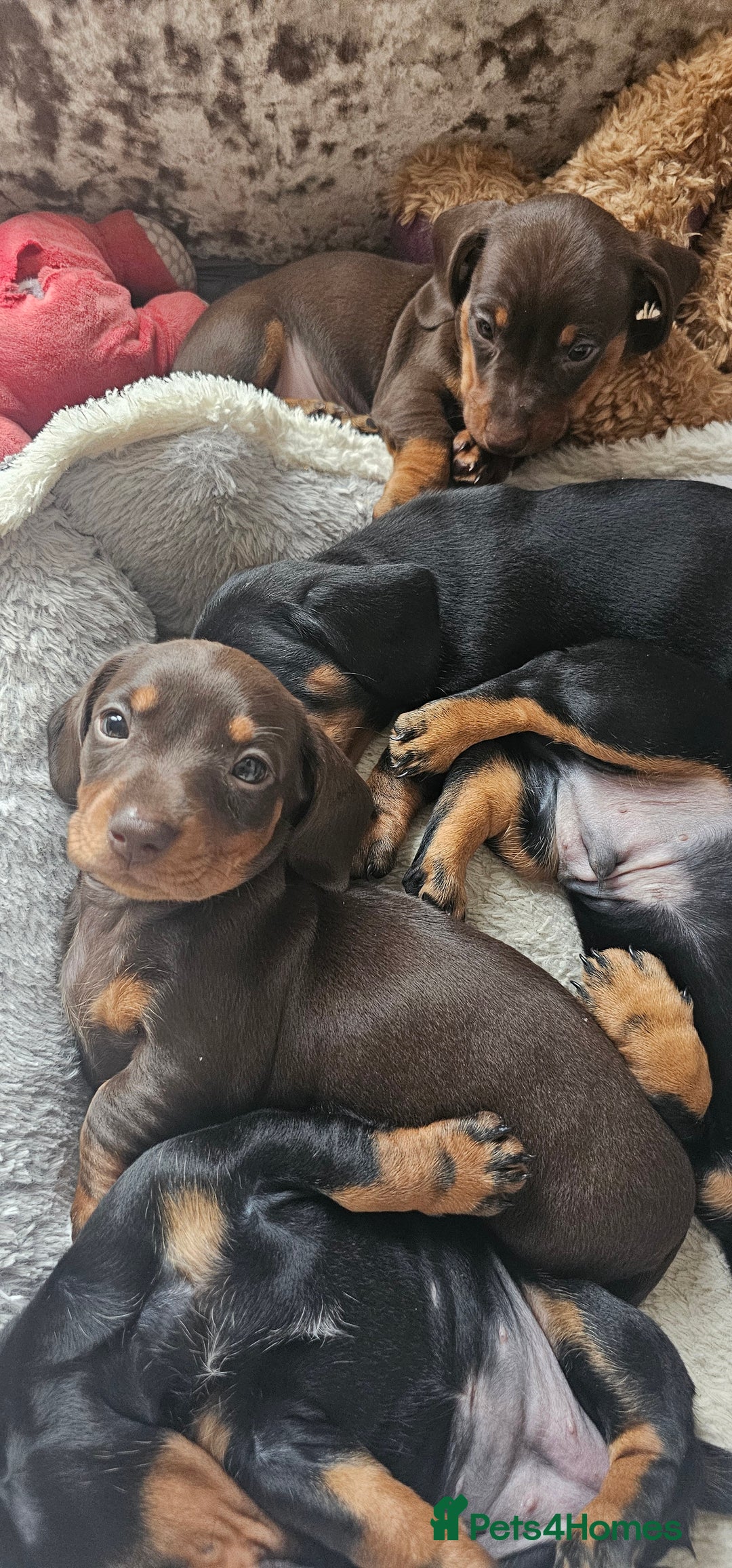 Miniature Dachshund dogs for sale: Puppy 1 boy Black & Tan  - Image 14