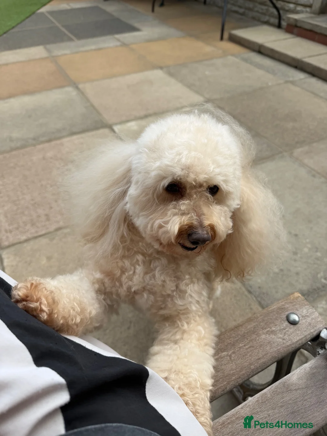 Toy Poodle dogs for sale: Gorgeous girl looking for a loving home  - Advert 2