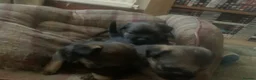 Border Terrier dogs for sale: Border Terrier Puppies For Sale (4 weeks old)  - Advert 2