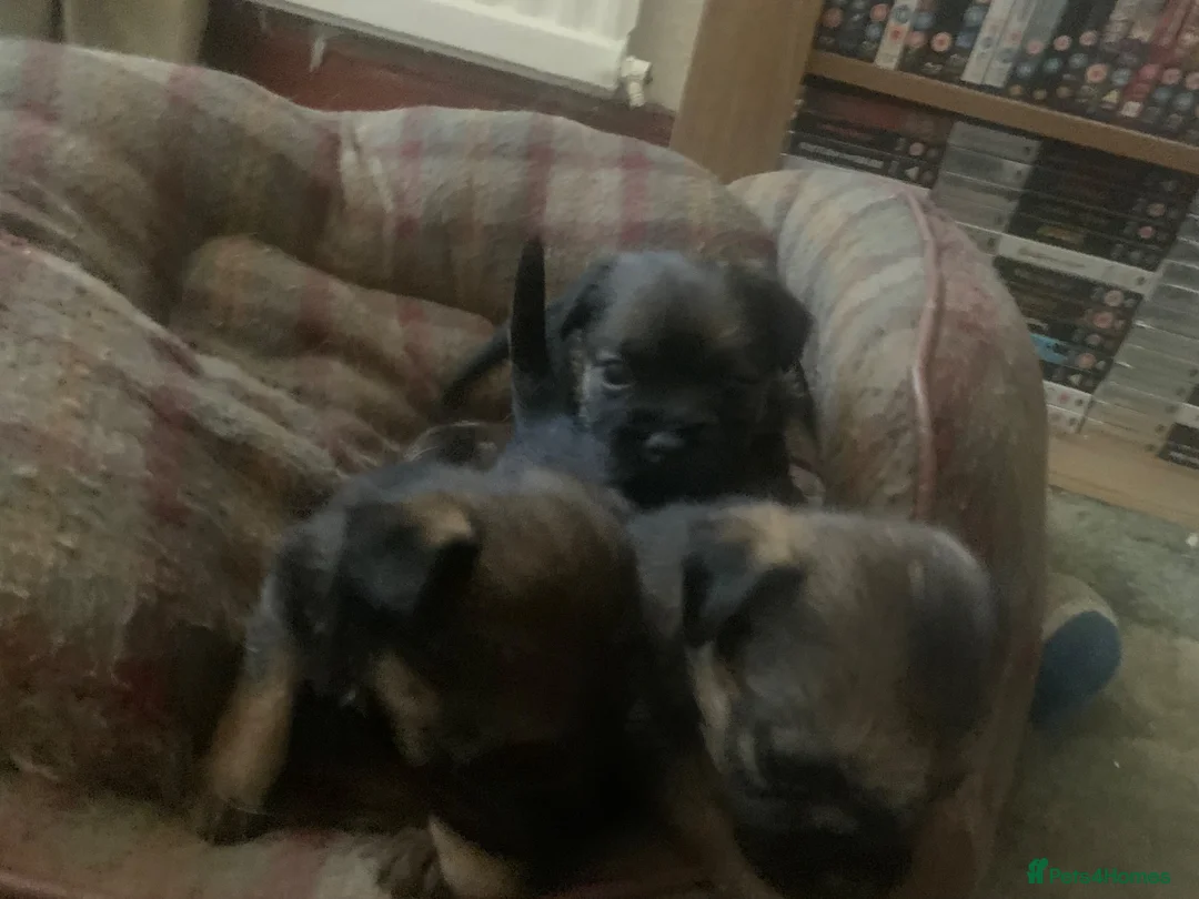 Border Terrier dogs for sale: Border Terrier Puppies For Sale (4 weeks old)  - Advert 2
