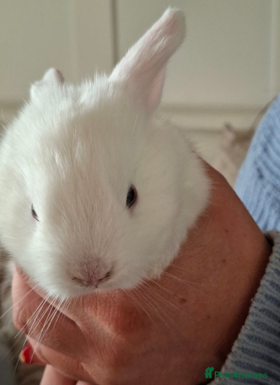 Mini Lop rabbits Beautiful mini lops - Advert 4