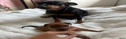 Miniature Pinscher dogs for sale: Miniature Pinscher Girl Puppy Last One Available🐶 - Advert 5