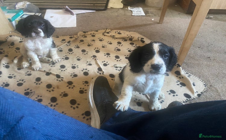 Sprocker dogs - Advert 1