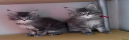 Maine Coon cats for sale: Beautiful Maine Coon babies  - Advert 8