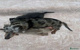 Miniature Dachshund dogs for sale: Miniature Dachshund Puppies - Image 4