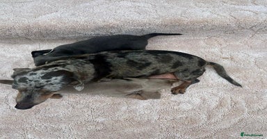 Miniature Dachshund dogs Miniature Dachshund Puppies- LAST BOY - Advert 7