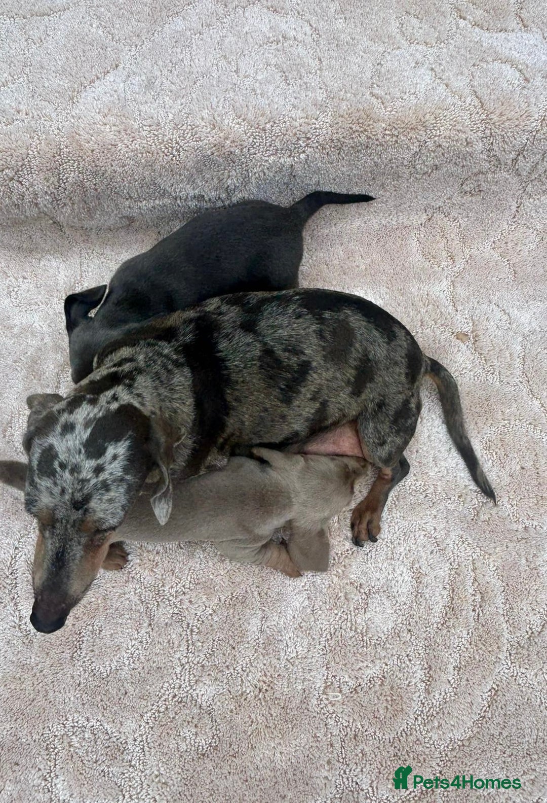 Miniature Dachshund dogs for sale: Miniature Dachshund Puppies - Image 4