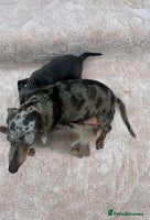 Miniature Dachshund dogs Miniature Dachshund Puppies- LAST BOY - Advert 7