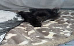 Pomeranian dogs for sale: Pomeranian pups🩵🩷 - Image 10