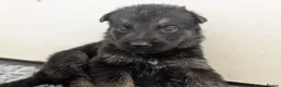 German Shepherd dogs for sale: Champion-Line KC Pups From Health Tested Parents - Advert 8