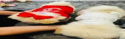 Chow Chow dogs for sale: Chow chow puppies  - Advert 5