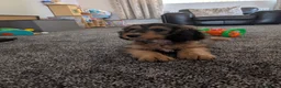 Cockapoo dogs for sale: Ready f1 Show/Toy boy for his forever home - Advert 12