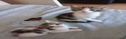 Mixed Breed cats for sale: Kittens for sale  in South Croydon - Advert 11