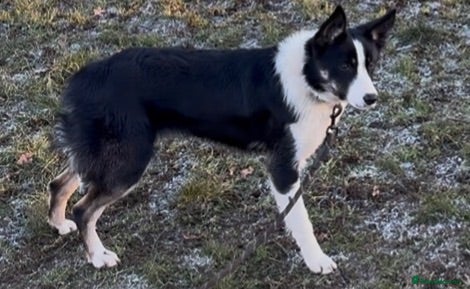 Border Collie dogs Emma border collie  - Advert 1