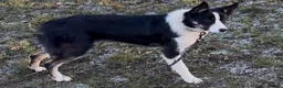 Border Collie dogs for sale: Emma border collie  - Advert 5