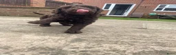 Cockapoo dogs for sale: 2x male cockapoos 1 golden 1 brown  in Northallerton - Advert 8