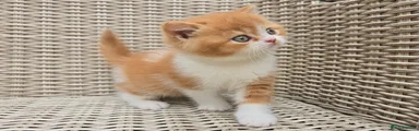 British Shorthair 1