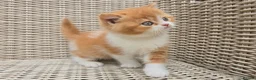British Shorthair cats for sale: Stunning British Shorthair Kittens  - Advert 2